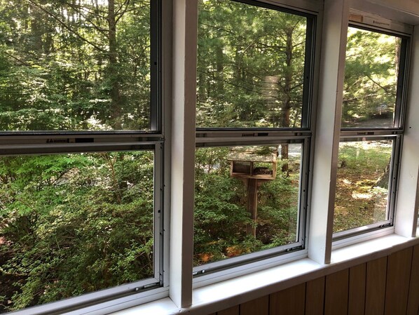 A window with a view of dense green foliage and a bird feeder outside.