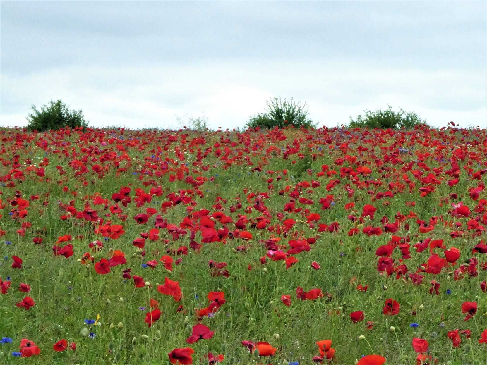 Un champ de coquelicots rouges, avec de l’herbe verte et quelques arbres en arrière-plan.