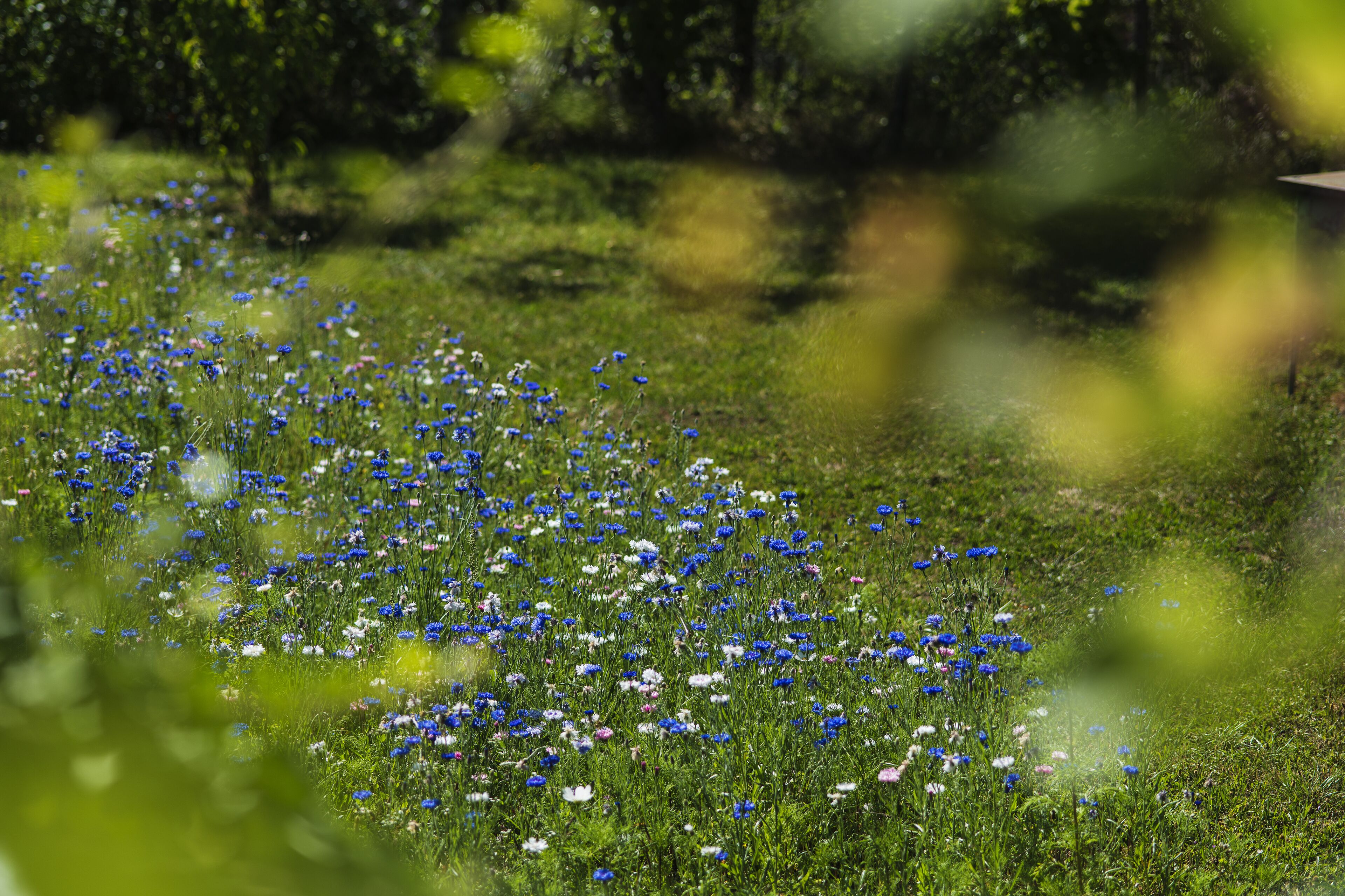 Ein Feld mit blau-weißen Blumen, im Hintergrund verschwommenes Grün.