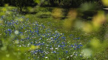 Ein Feld mit blau-weißen Blumen, im Hintergrund verschwommenes Grün.