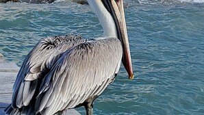 A large pelican standing on a rocky outcrop near a beach with a resort in the background.