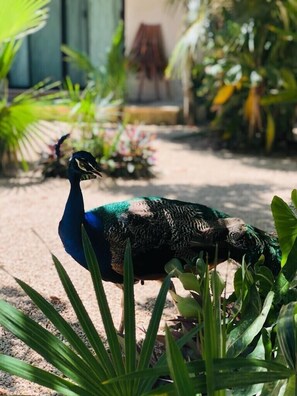 Stroll through the serene garden, surrounded by vibrant foliage and a majestic peacock.