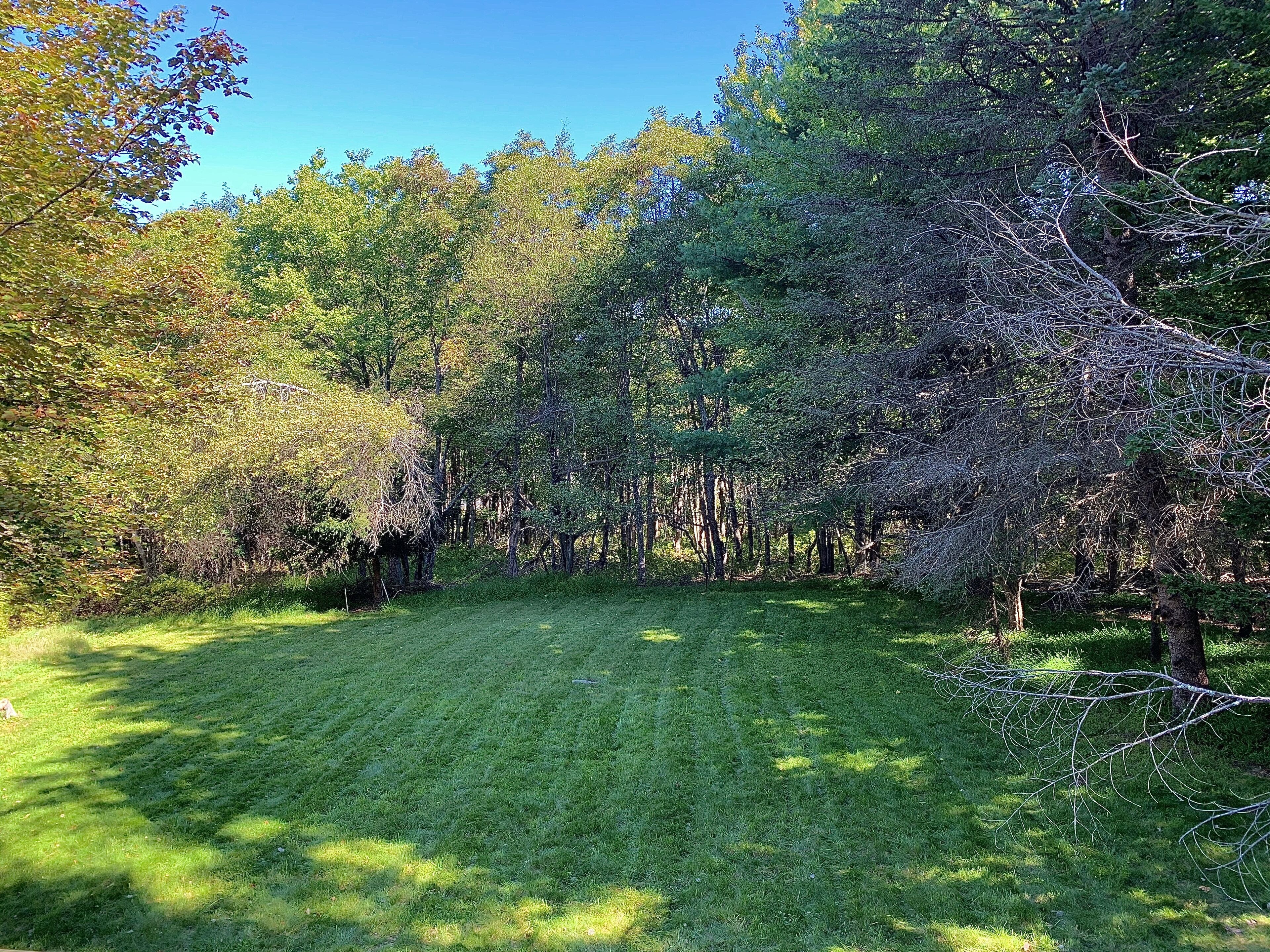 A grassy field surrounded by dense trees.