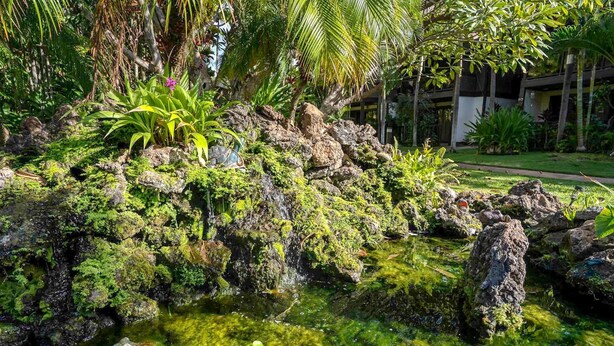 Un jardín tropical con un estanque, rocas y diversas plantas.
