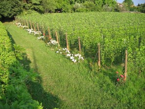 Property grounds - Le Chiusure - home 'Castello' (Lake Garda, Lombardy)