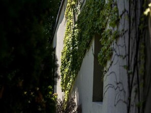 A building with ivy-covered walls and a narrow window.