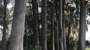 A forested area with tall trees and a wooden walkway. - Waterfront Cottage on the Harris chain in Leesburg  (Leesburg)