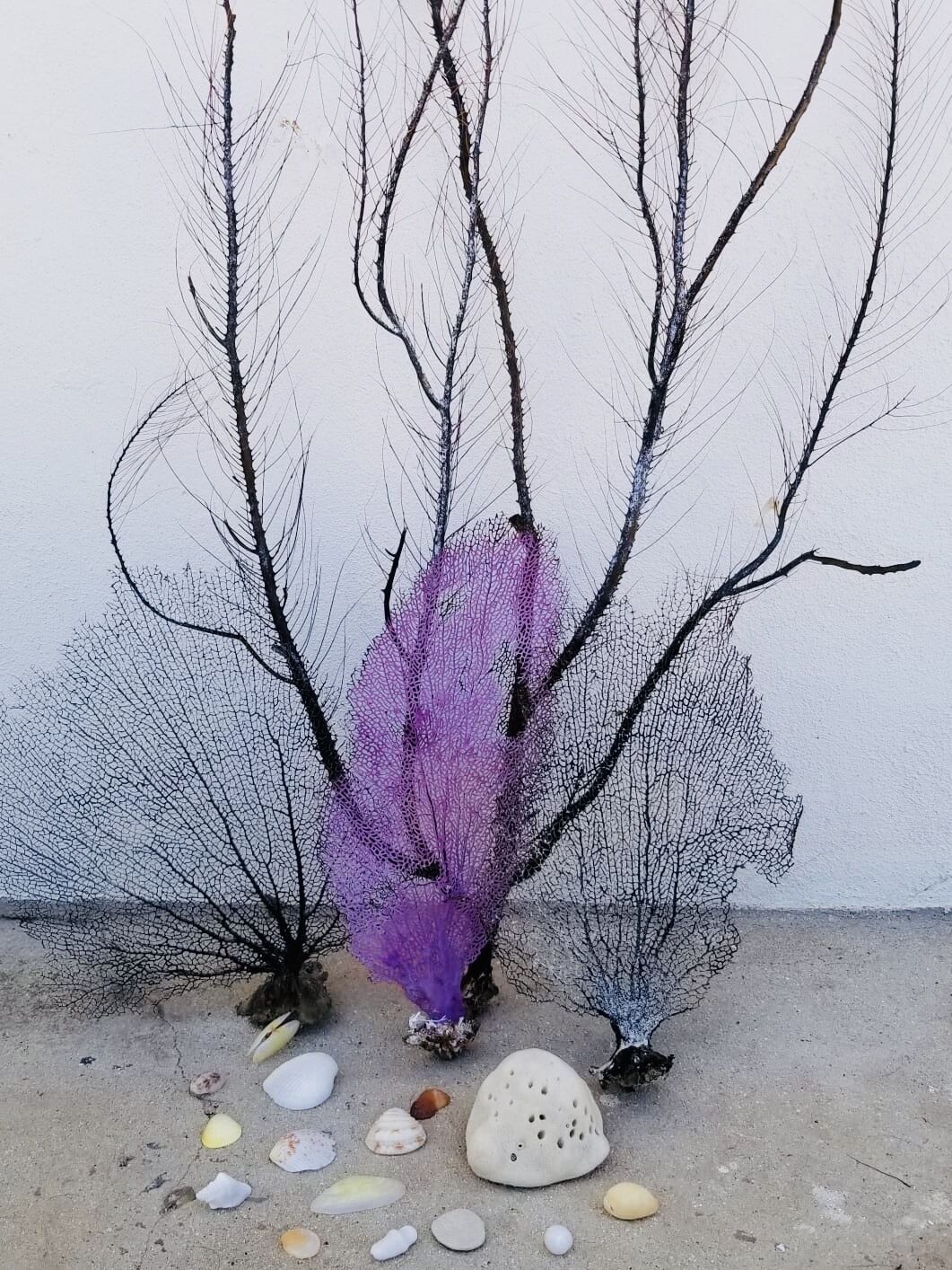 Une scène de plage avec un gorgonien violet et plusieurs coquillages sur le sable.