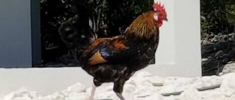 Een haan loopt over een betonvloer in de buurt van een zwembad met blauwe tegels.