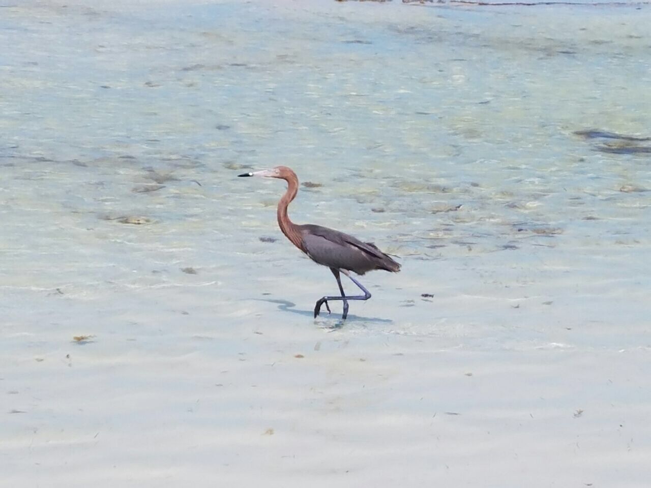 A bird walking on a sandy beach.