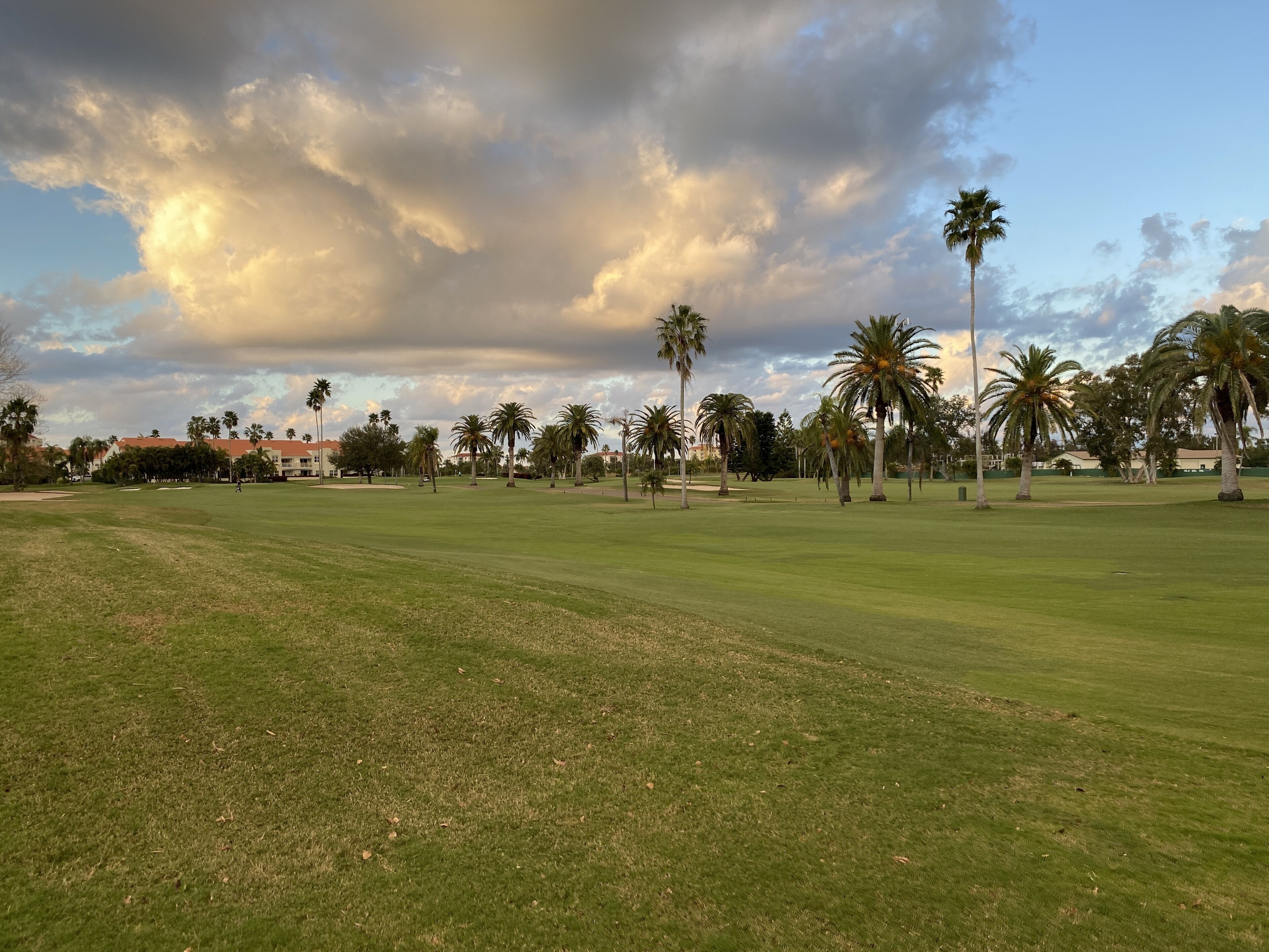 A golf course with a clear sky and palm trees.