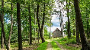A wooden cabin surrounded by tall trees and a narrow path leading to it.