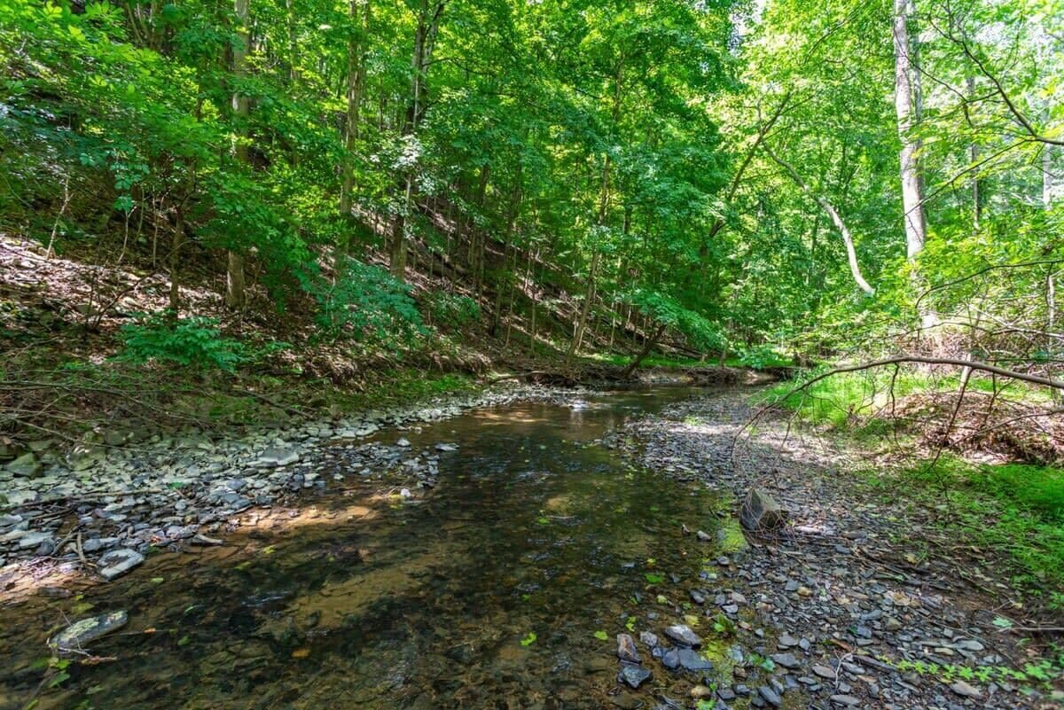 Un ruisseau aux eaux claires serpente à travers une zone boisée dense, avec des rochers et une végétation luxuriante sur ses rives.