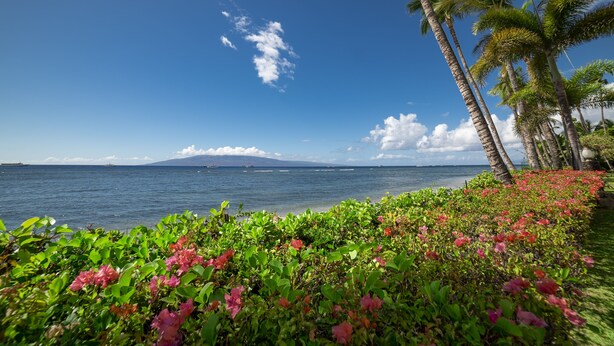 A tropical beach with palm trees and pink flowers in the foreground, a clear blue sky, and a view of the ocean and distant mountains. - Lahaina Shores Beach Resort Studio (Lahaina)