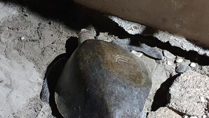 Eine Schildkröte auf einer Betonfläche neben einer Wand.