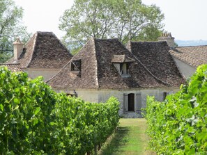 A vineyard with rows of grapevines leading to a stone building with a steeply pitched roof.