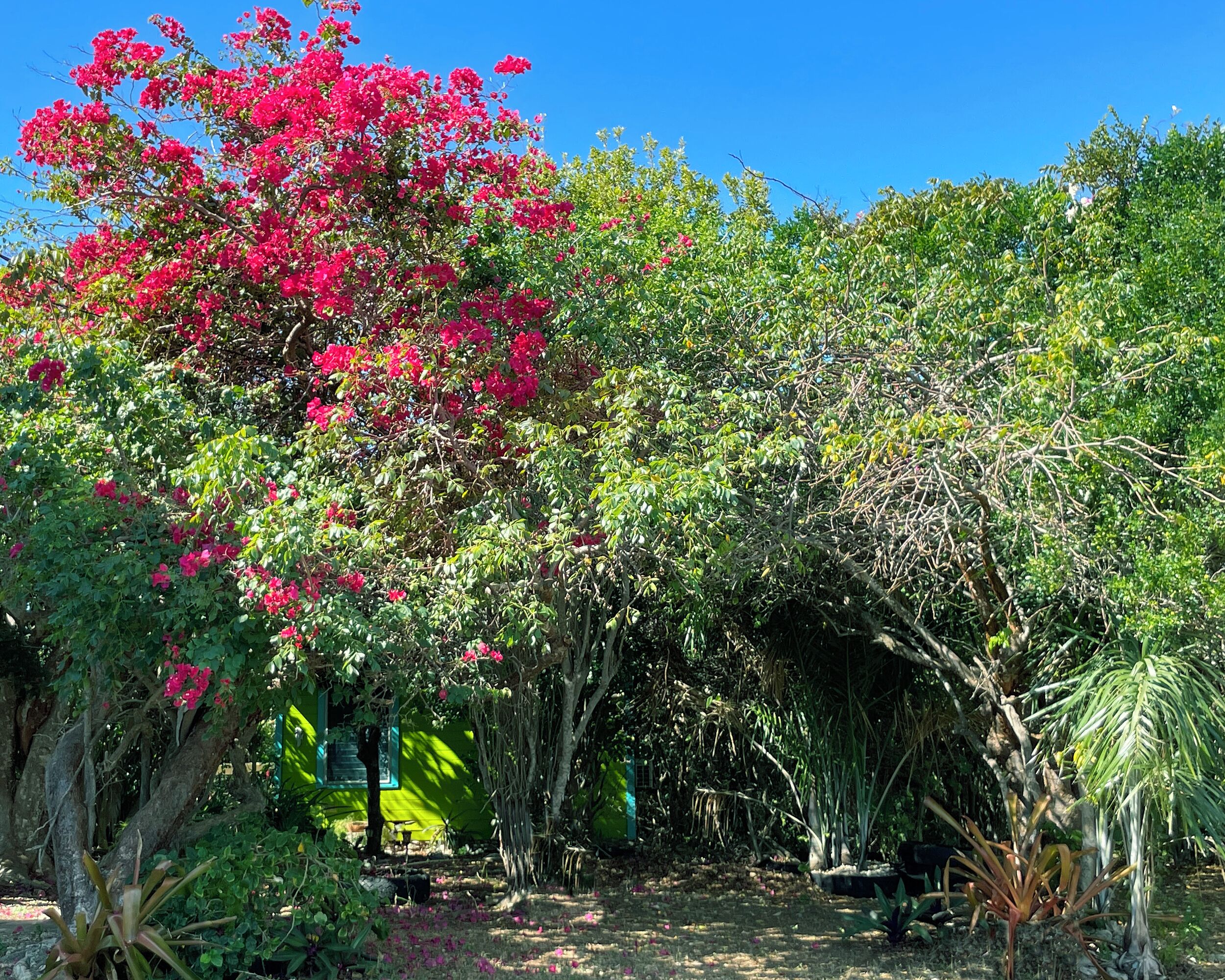 A garden with various plants and trees, including a prominent pink flowering tree.