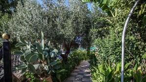 Un sendero en un jardín con cactus y diversas plantas, que lleva a una estructura con suelo a cuadros.