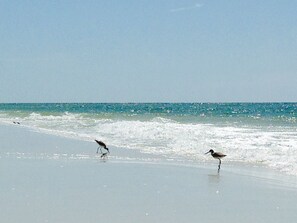 Guests can enjoy serene beach views and spot local wildlife foraging on the sand.