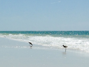 Guests can enjoy serene beach views and spot local wildlife foraging on the sand.