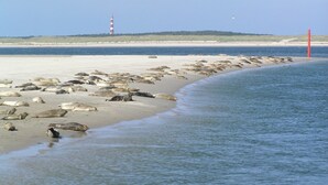 Ein Strand mit einem Leuchtturm in der Ferne, einer roten Boje und zahlreichen Meeresschildkröten am Ufer.