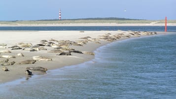 Vlak bij het strand