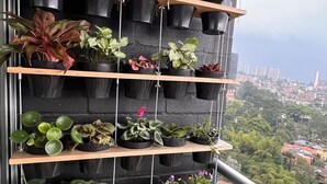 A vertical plant shelf with various potted plants against a cityscape view.