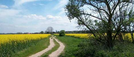 A rural dirt road leading through a field of yellow flowers, surrounded by greenery and trees.
