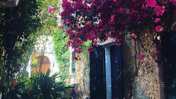 Une ruelle étroite, agrémentée d’une magnifique glycine en fleurs, de plantes en pot et d’une façade de bâtiment au style rustique.