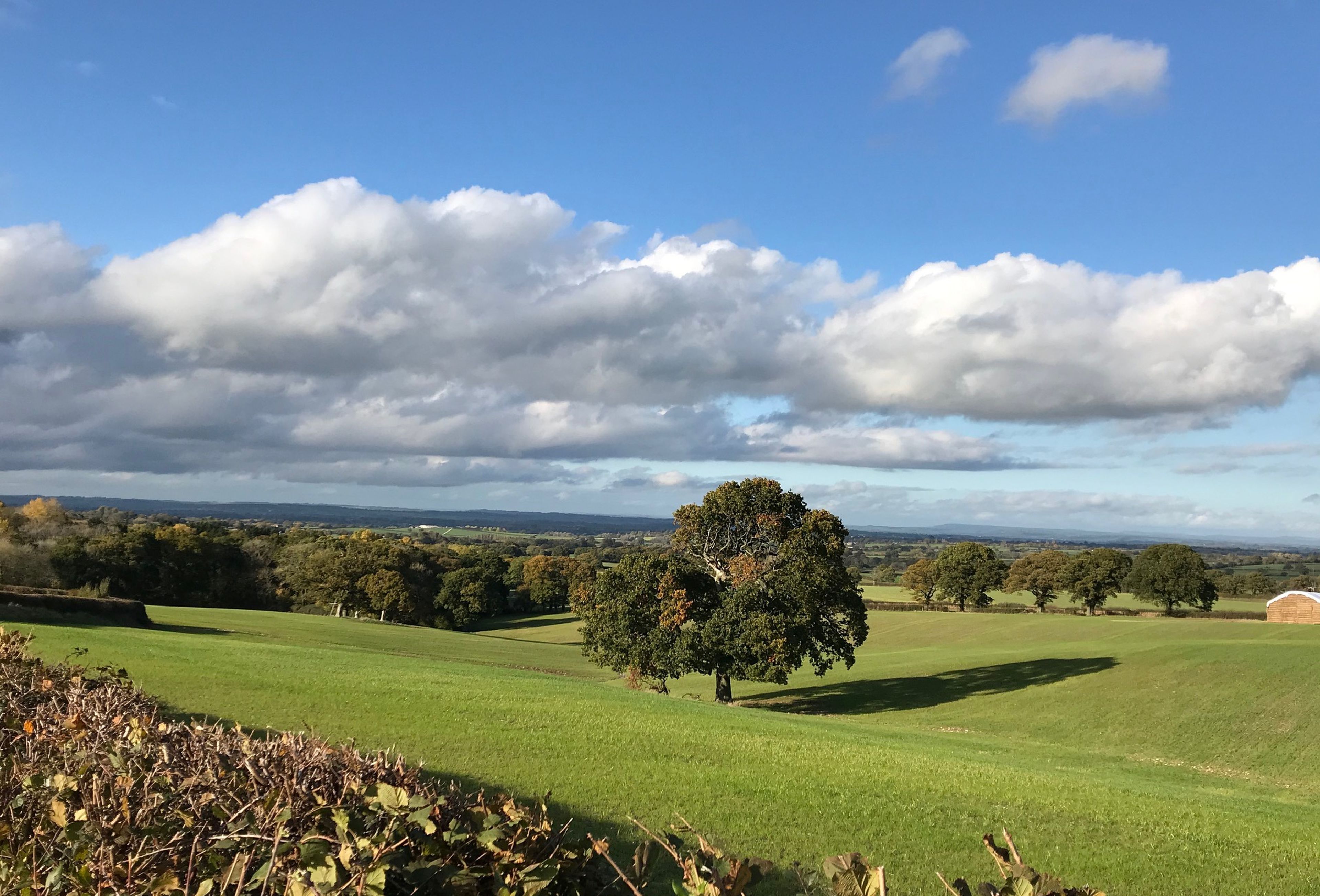 A rural landscape with rolling green fields, a prominent tree, and a distant barn.