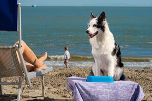 A beach scene with a dog sitting on a chair and a table with a blue object on it. - Albarella V4P, Isola di Albarella, Italy (Isola di Albarella)
