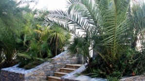 A stone staircase with steps leading up to a stone wall, surrounded by lush greenery and palm trees. - Residence La Vallicella (Poggio-Mezzana)