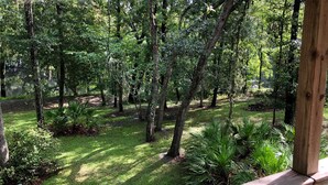 A lush, green forested area with a wooden deck.