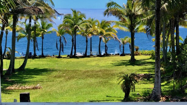 A grassy area with palm trees and a view of the ocean.
