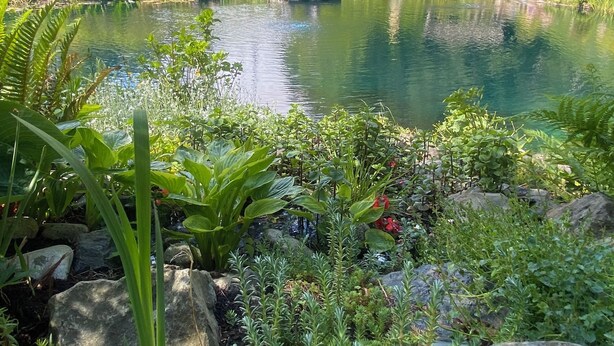 A serene outdoor setting with a clear pond, surrounded by lush greenery and a wooden deck with lounge chairs. - Hidden Pond Gong Suite - Luxury , Pet Friendly, with Hot Tub and Private Beach  (Victoria)