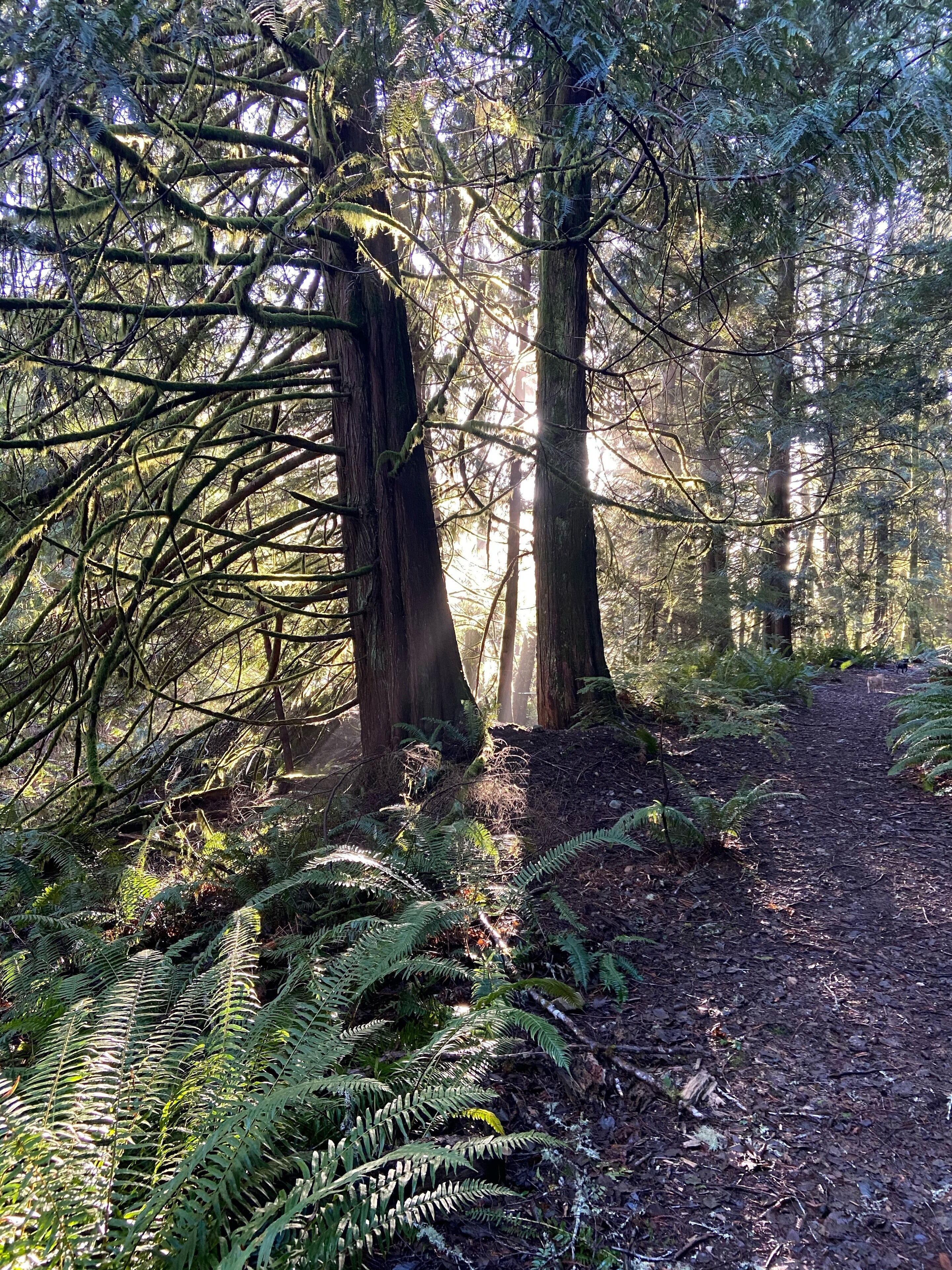 Ein Waldpfad mit dichtem Farneinbestand und hoch aufragenden Bäumen, Sonnenlicht fällt durch das Blätterdach.
