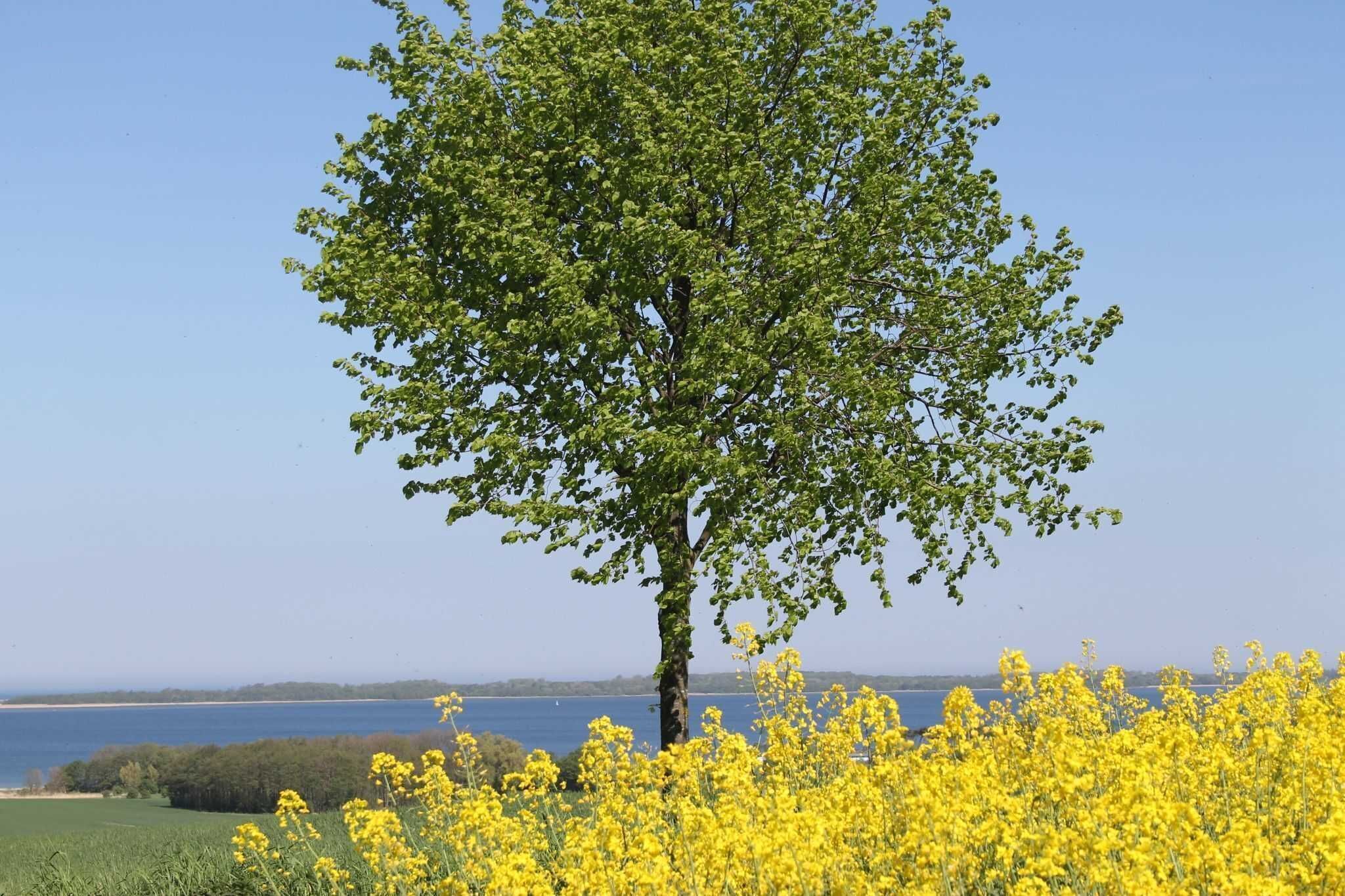 A tree with yellow flowers in the foreground and a clear blue sky.