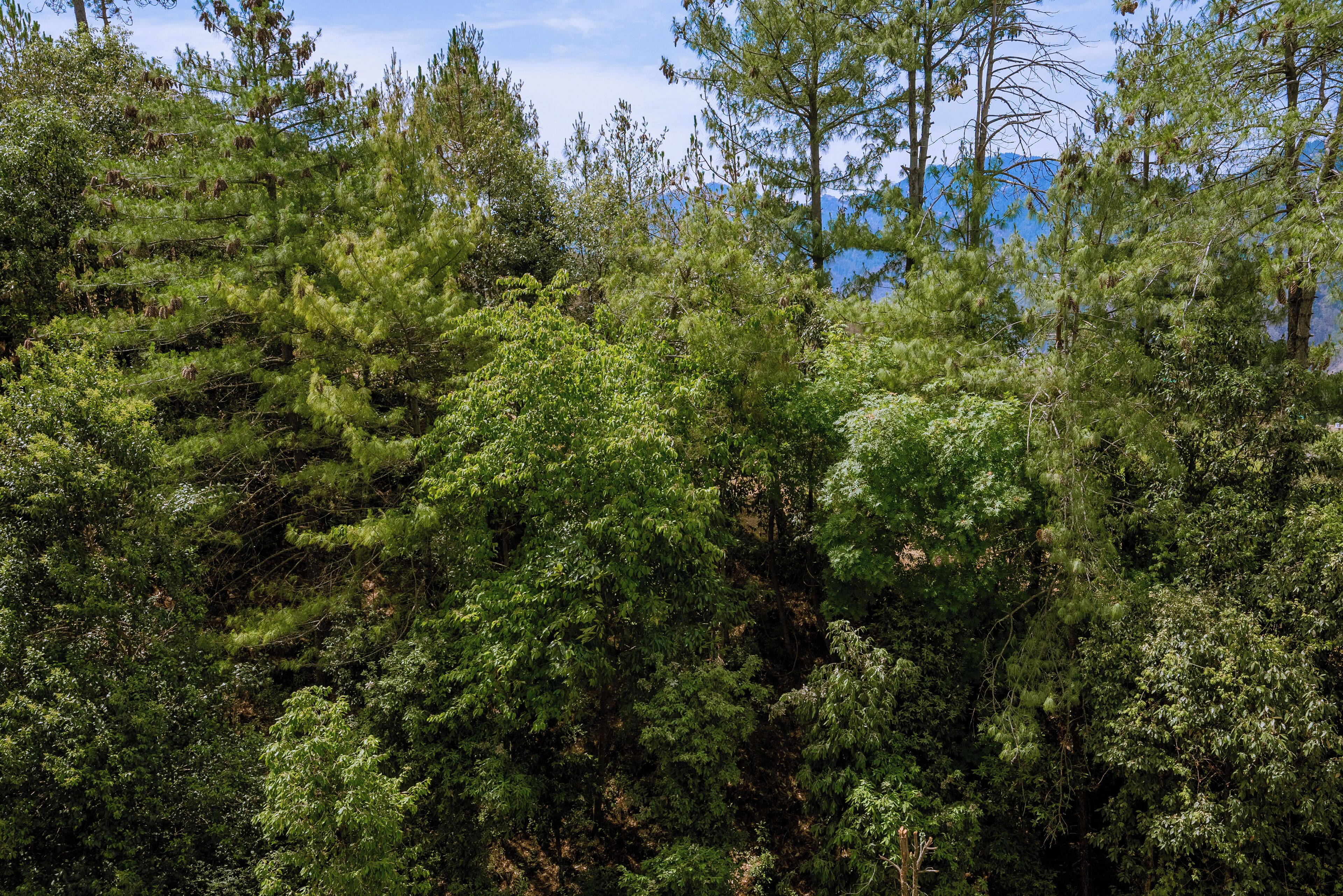 Une forêt dense composée de différentes espèces d’arbres, notamment des conifères et des arbres à feuilles caduques.