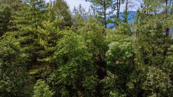 A dense forest with various types of trees, including conifers and deciduous trees.