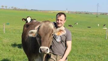 Een man staat in een grasveld met koeien.