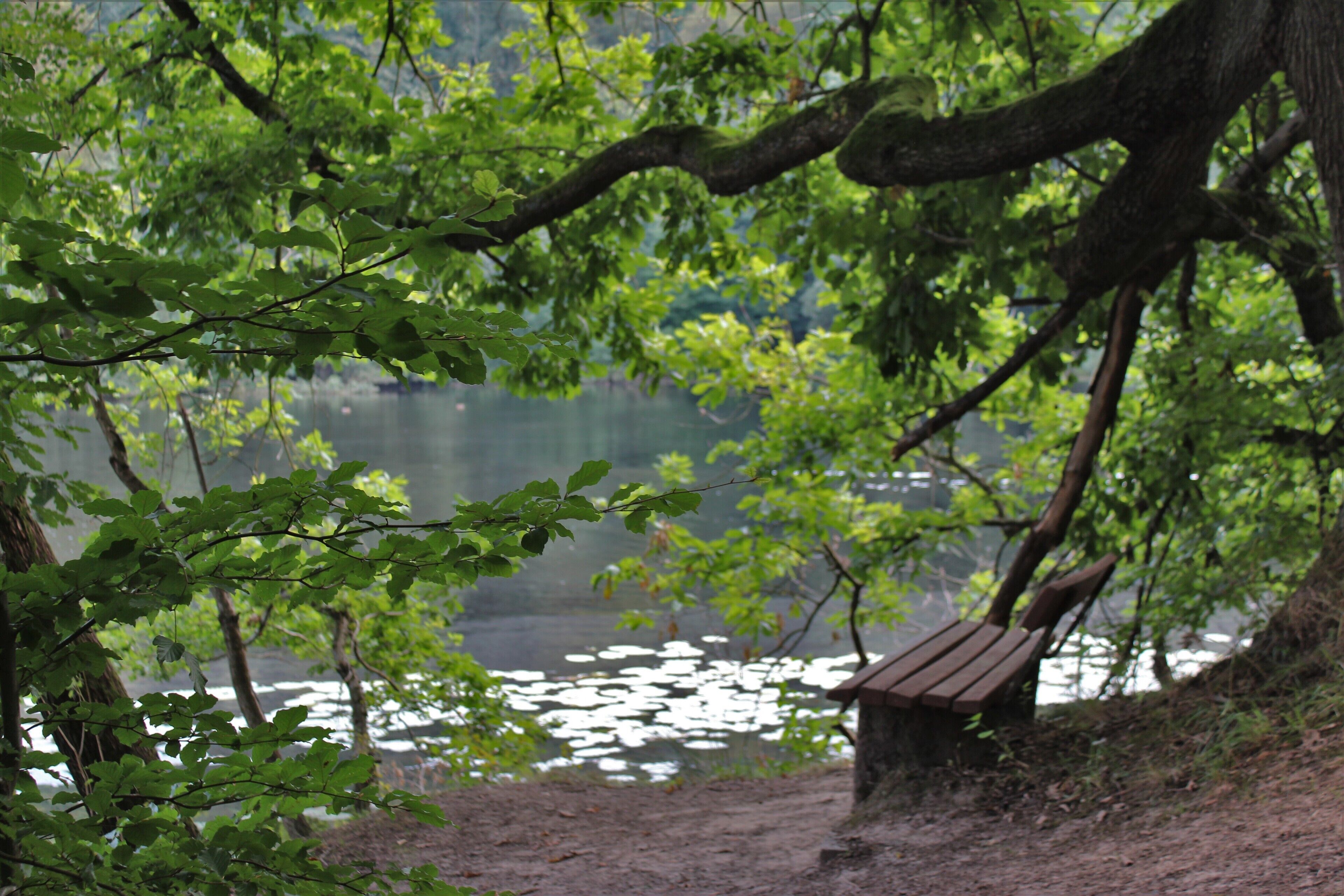 Un banco junto a un lago rodeado de árboles.