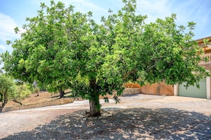 A tree in a courtyard with a stone wall and a building in the background.