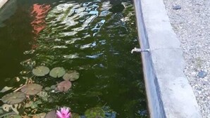 En lille sø med et rosa vandlilje, omgivet af en betonkant, med banantræer og et rødt hegn i baggrunden.