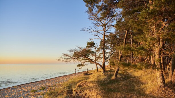 A beach with sand, grass, and trees. - The Magic of the Baltic Sea at Ludwigsburg Palace – Experience Nature, the Sea, and Culture (Loissin OT Ludwigsburg)