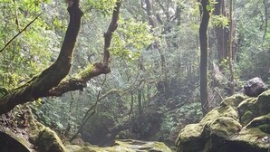 A forest stream with moss-covered rocks and sunlight filtering through the trees. - Woodlands San Rafael Heredia , Costa Rica (Montecito)