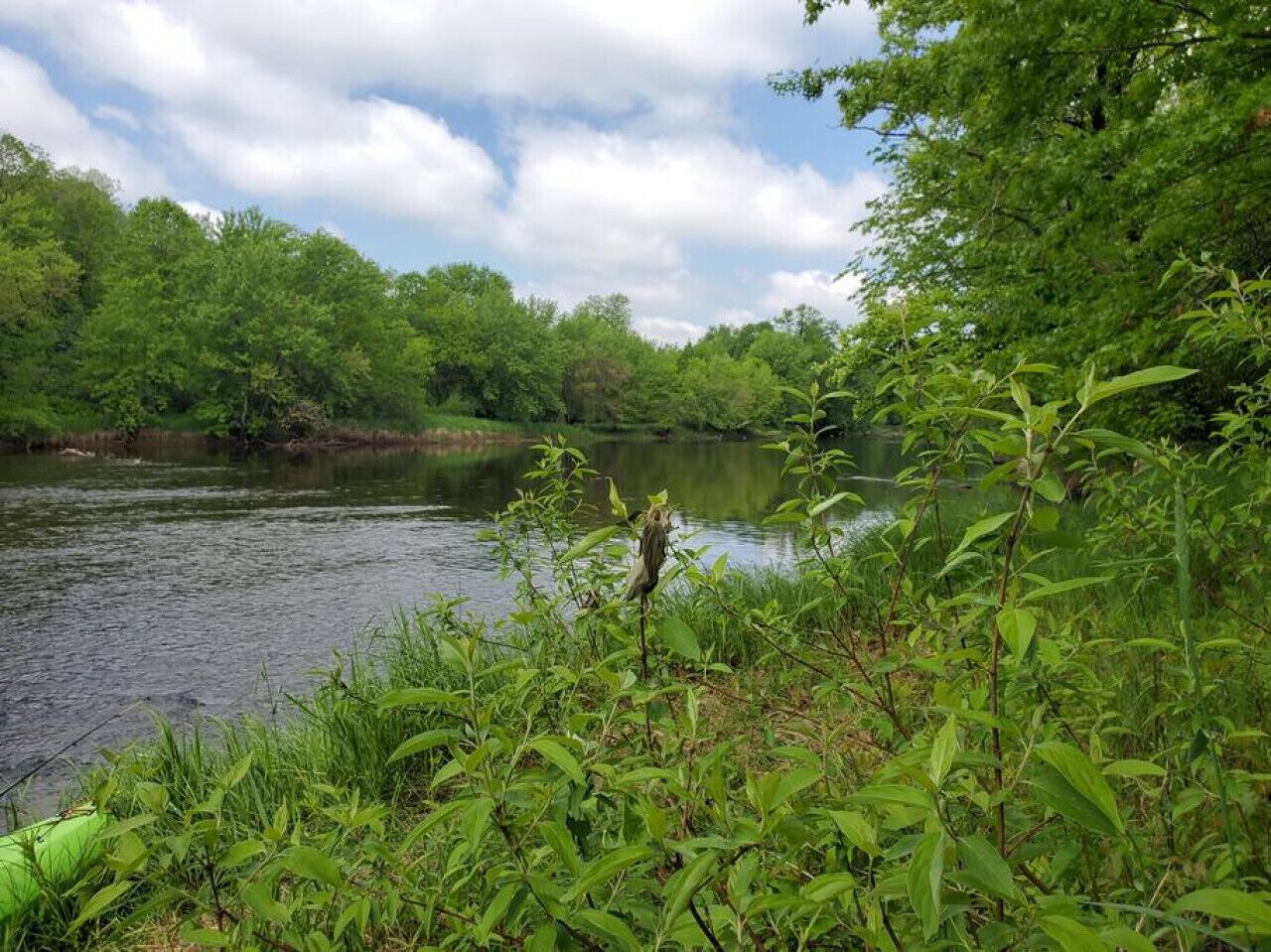Une rive bordée d’une végétation luxuriante et d’arbres.