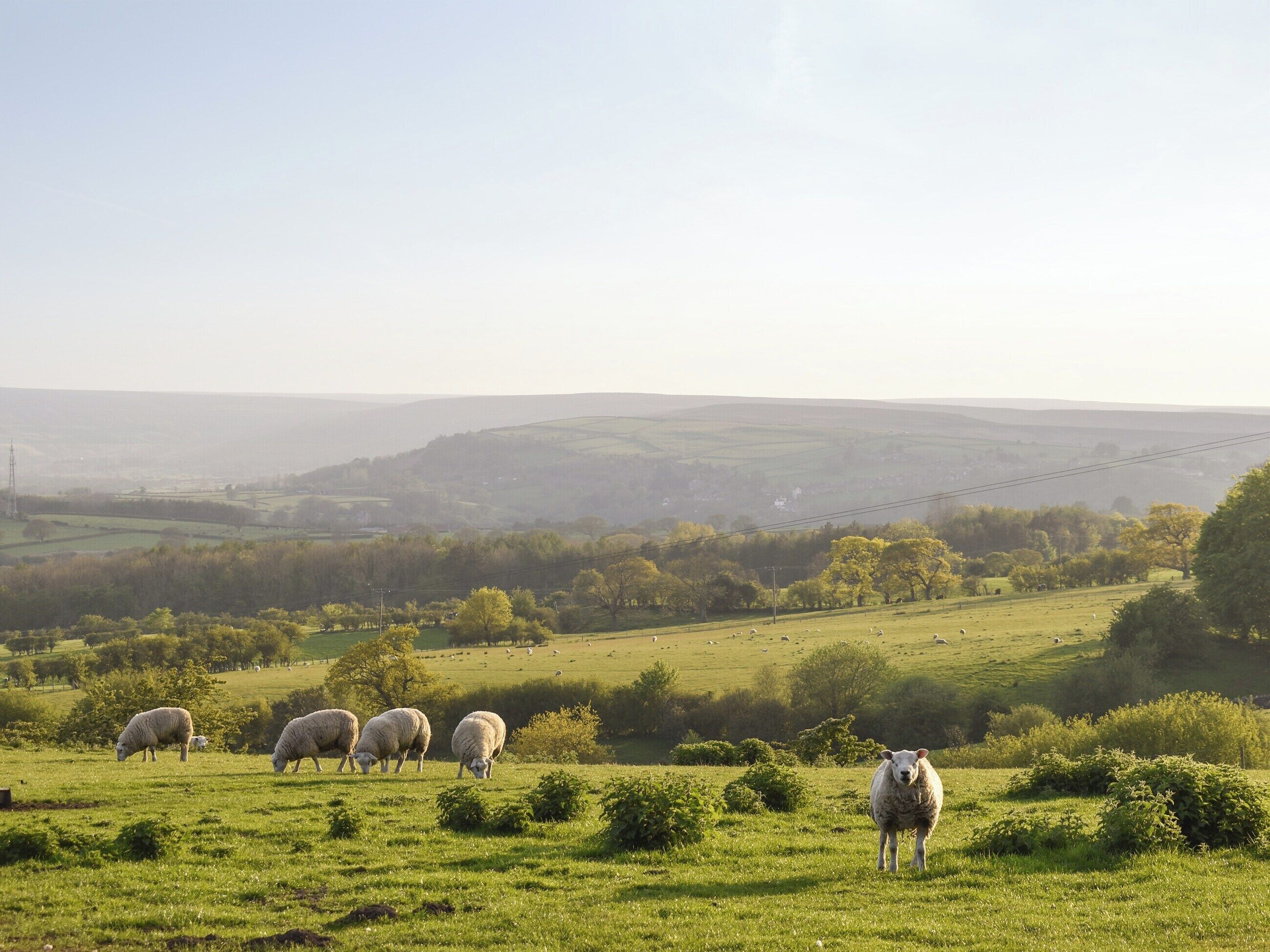 A rural landscape with sheep grazing in a field, surrounded by trees and rolling hills in the background.