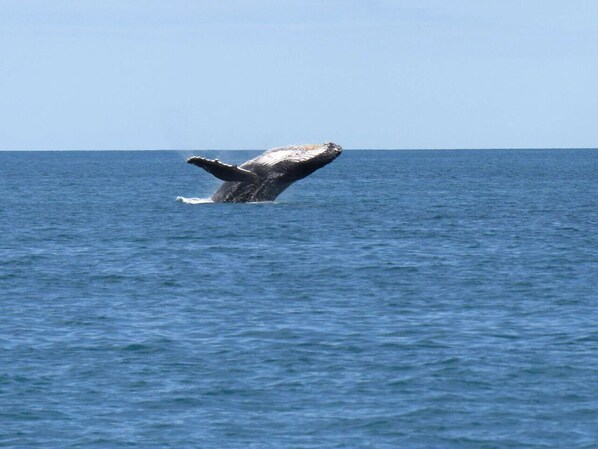 Une baleine surgissant à la surface de l’océan.