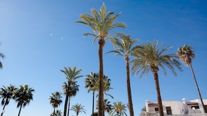 Palme alte che si stagliano contro un cielo azzurro limpido, con un edificio sullo sfondo caratterizzato da un tetto in tegole e pareti bianche.