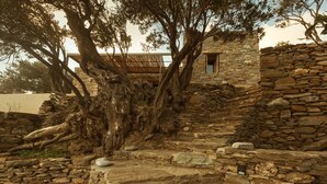 A stone building with a large tree in front. - A house in an olive grove with a unique view to the Aegean sea. (Tinos)